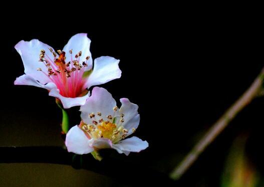 山楂花只是花美吗（山楂花只是花美吗图片）