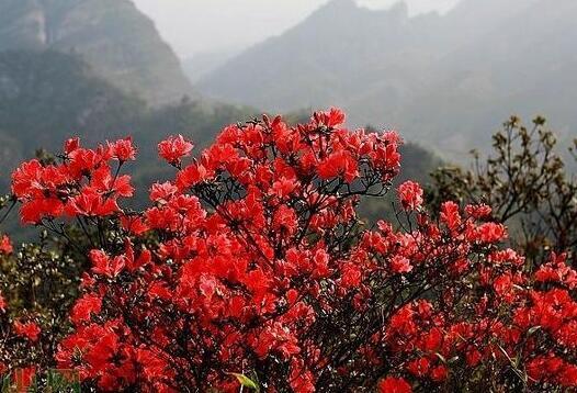 山楂花只是花美吗？原来*用价值这么大！