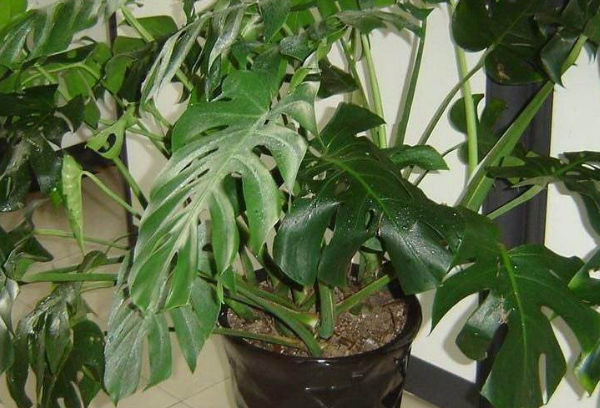 室内防辐射植物有哪些 室内防辐射植物排行