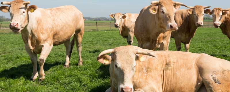 公牛是怎么配牛的过程 公牛配什么