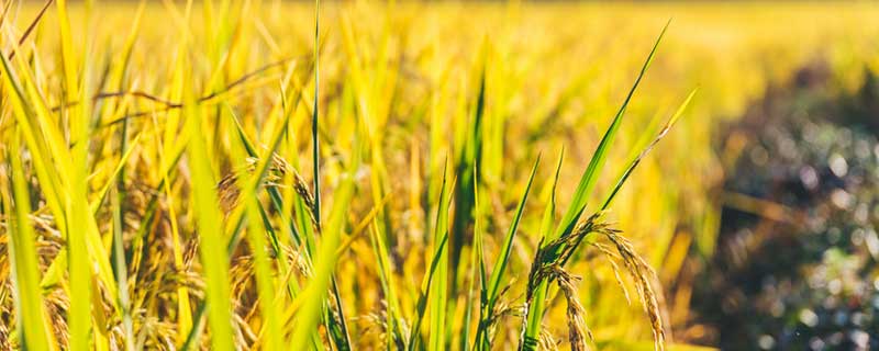 水稻正确施肥方法 水稻正确施肥方法图解