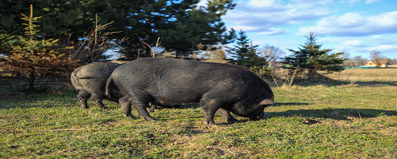 长的最快的黑猪品种 长的最快的黑猪品种排名