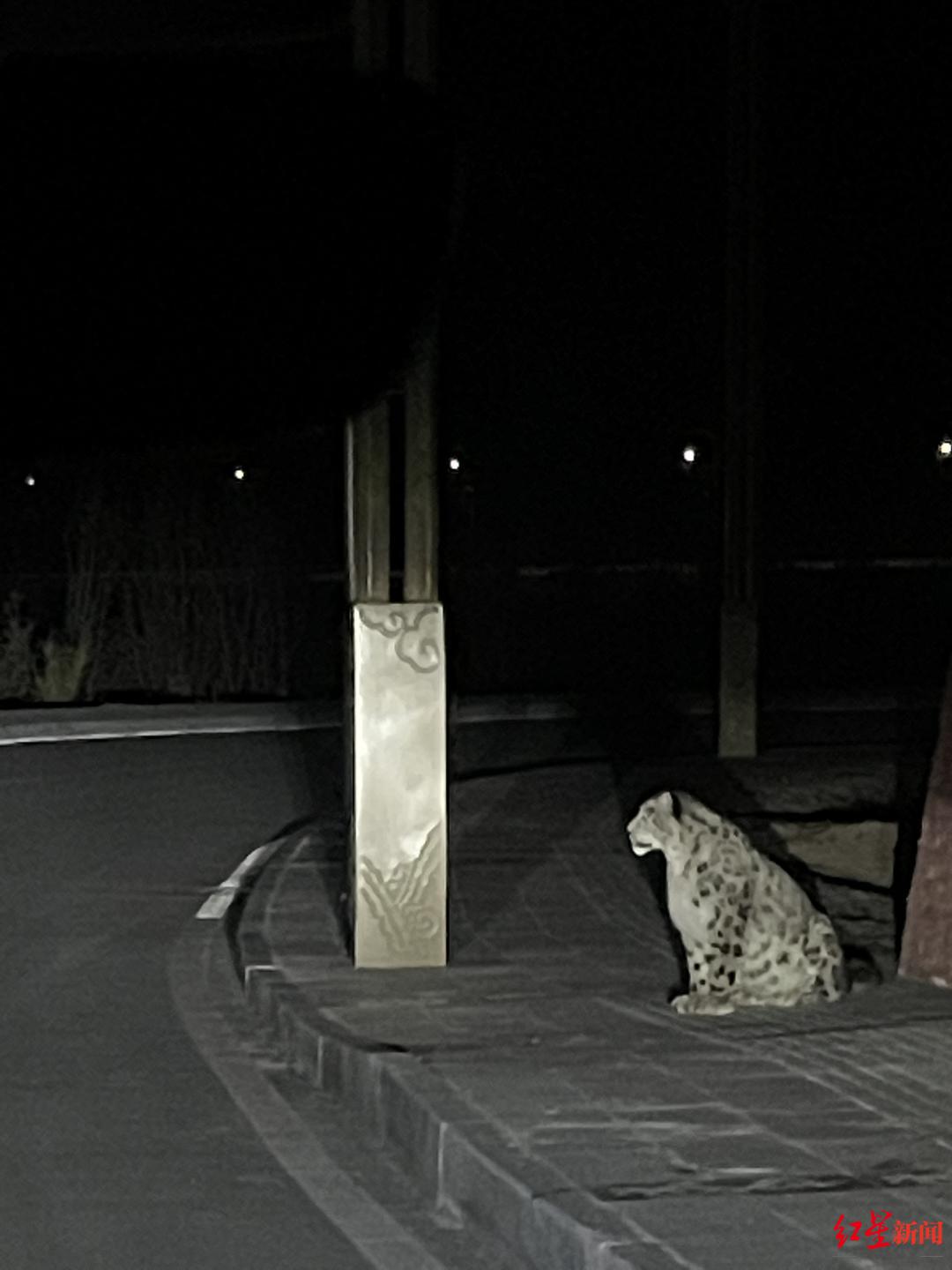 青海玉树市区惊现雪豹：神态自若地坐在路边，和人对视后起身离开