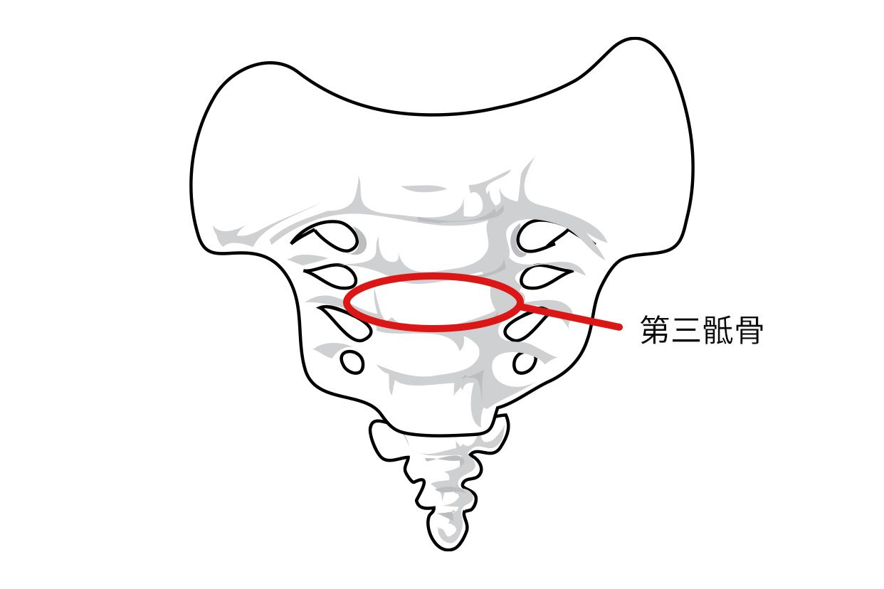 第三骶骨在哪个位置图片 第四骶骨在哪个位置图片