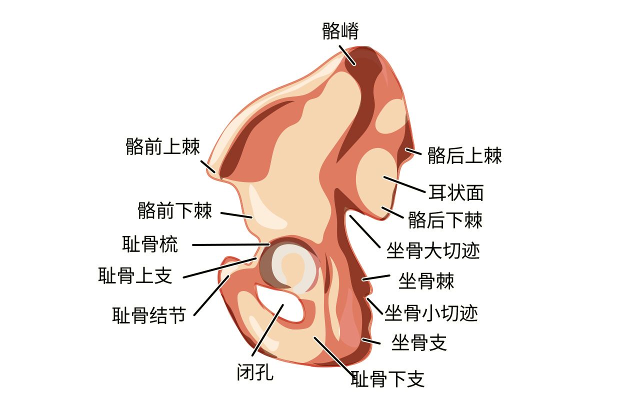 髂骨耳状面图片（髂骨耳状面解剖图）