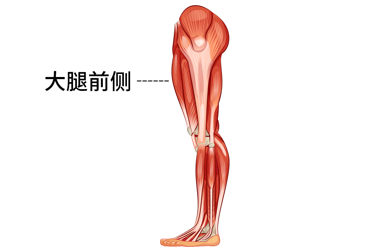 大腿前侧位置图 大腿外侧是什么位置图
