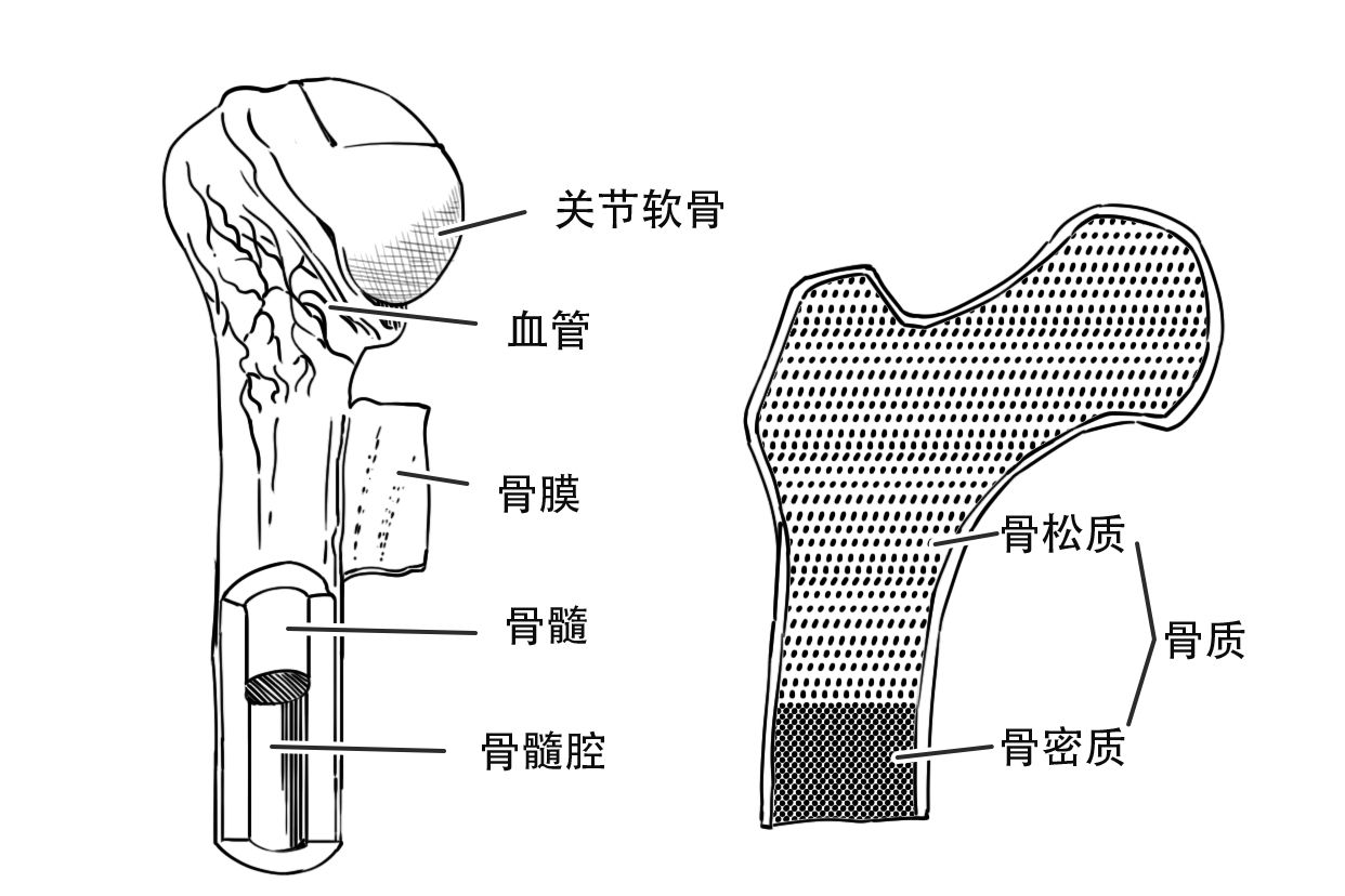 长骨的解剖结构模式图（长骨的解剖结构模式图怎么画）