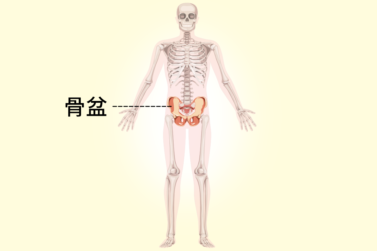 骨盆位置图片 骨盆位置图片女性