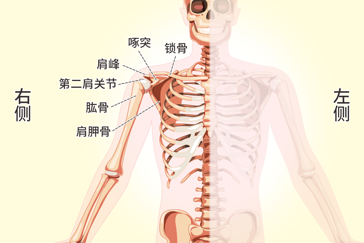 人体右肩膀骨骼示意图 人体右肩膀图解结构