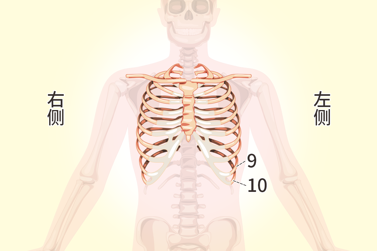 左侧第九第十肋骨图片位置图（右边第九根肋骨的位置的图片）