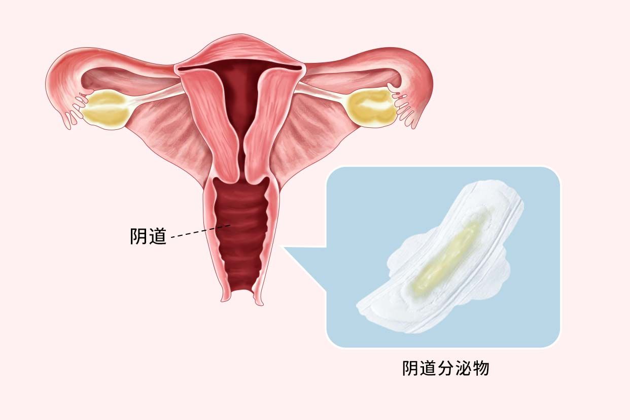 孕十五周分泌物正常图 怀孕十五周分泌物多正常吗