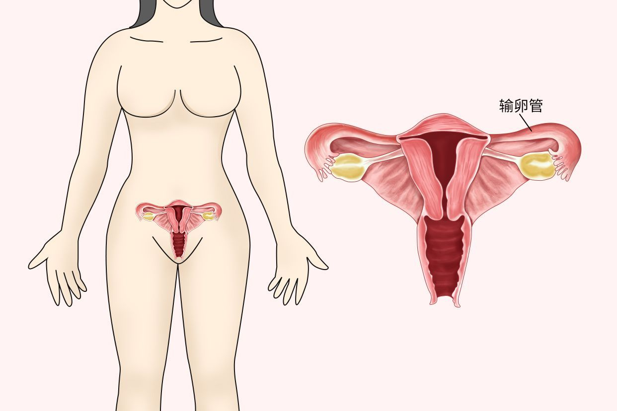 输卵管和结肠的位置图 输卵管和结肠的位置图解