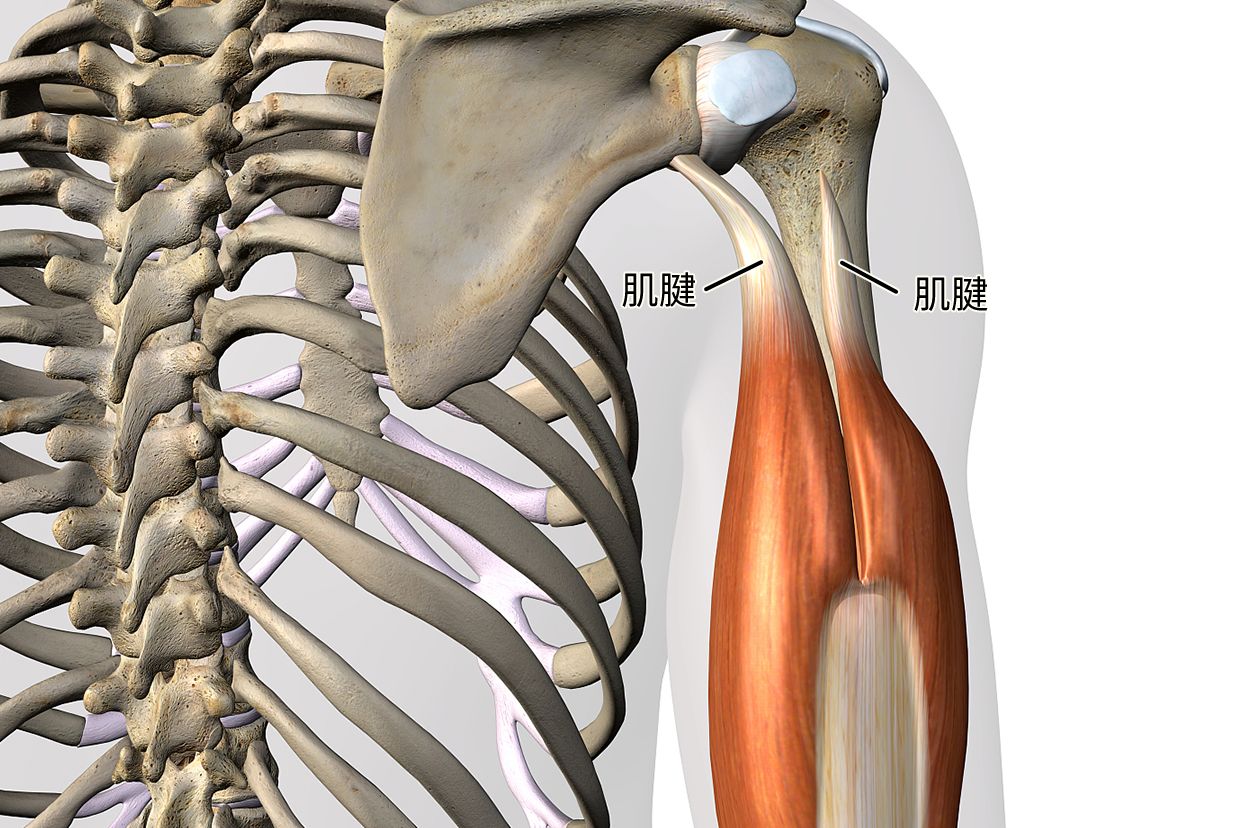 肱骨联合肌腱组成图（肱骨联合肌腱组成图片）