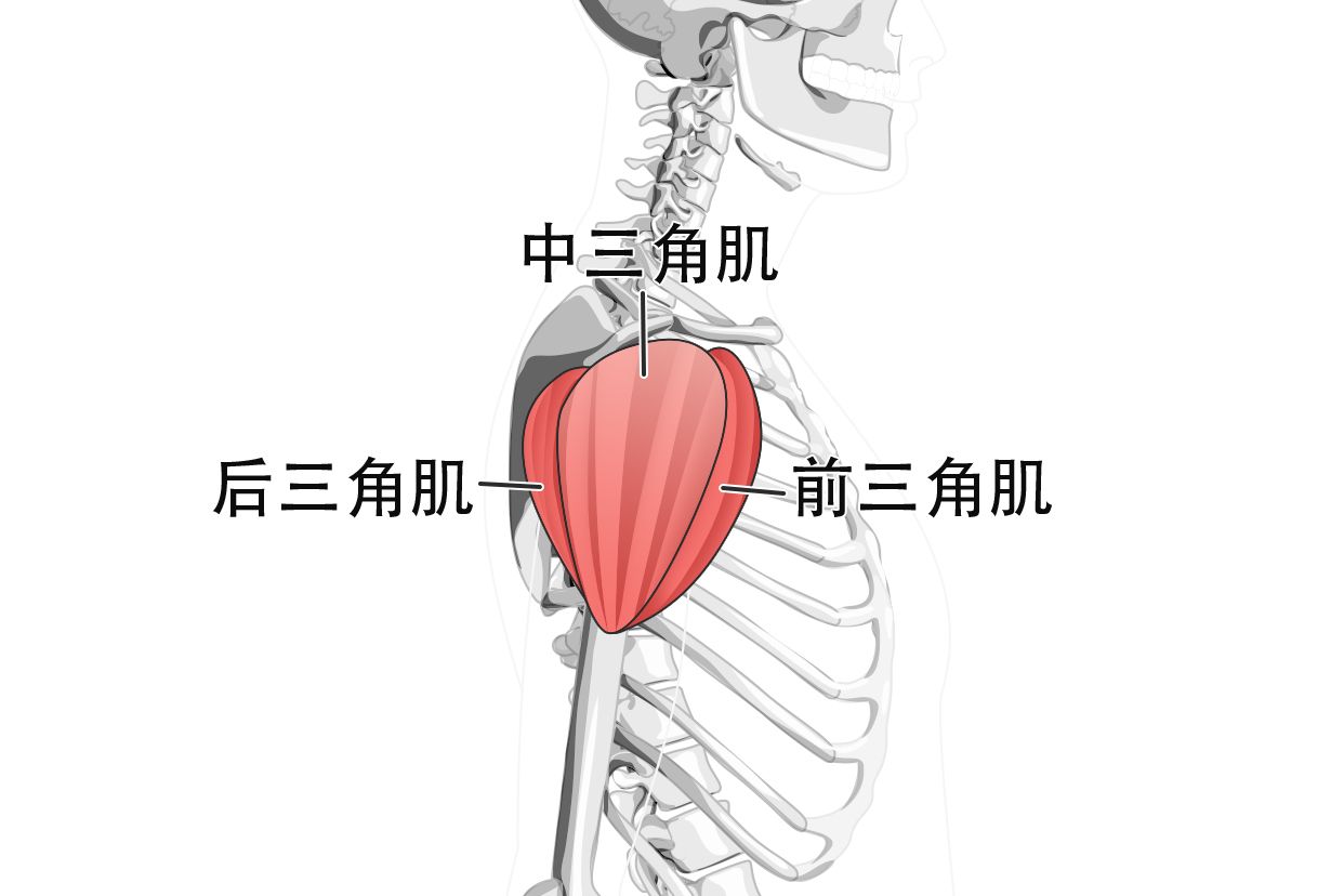 三角肌外侧在哪个位置图片