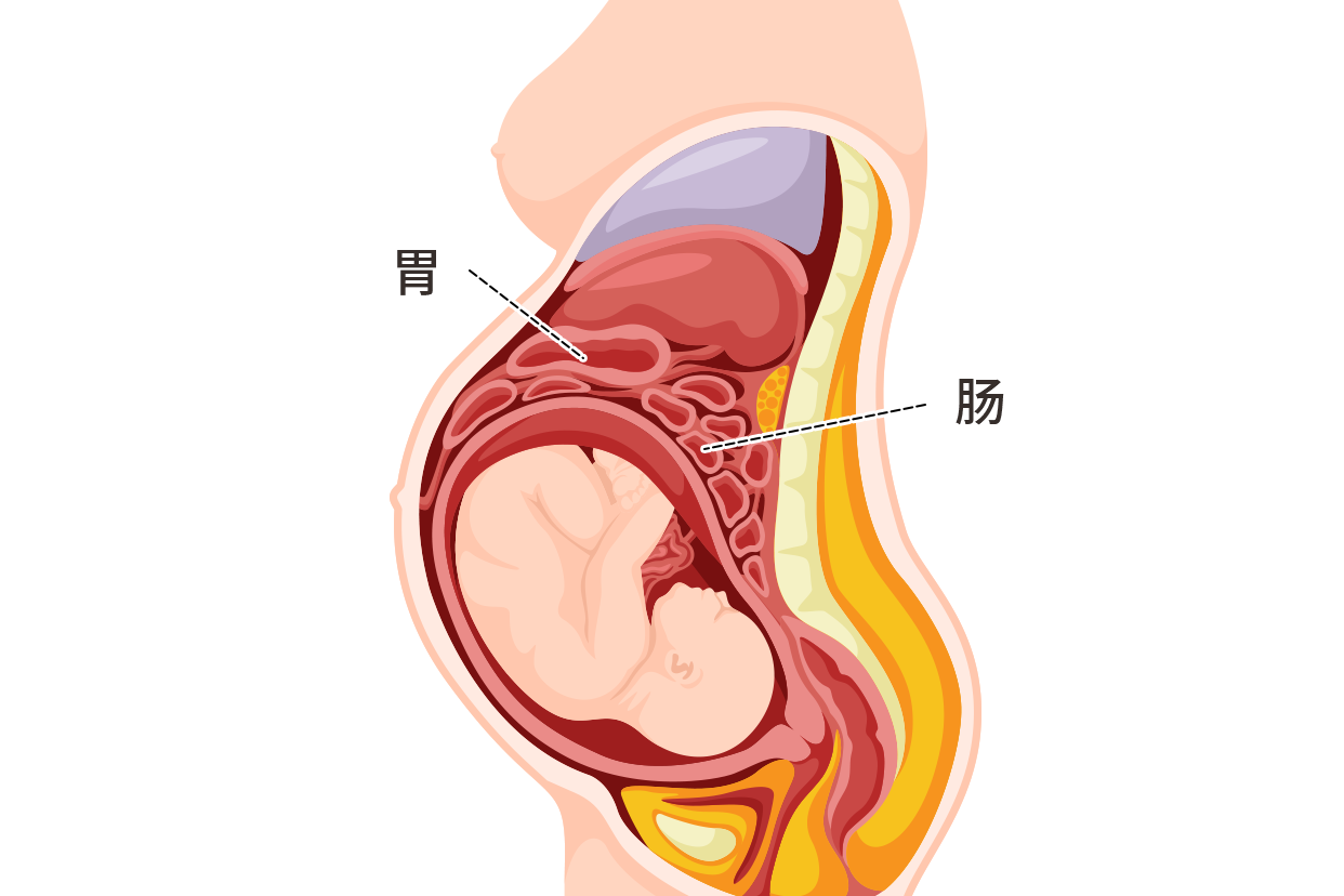 孕妇被挤压的肠胃图片