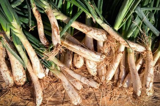 大葱一斤多少钱