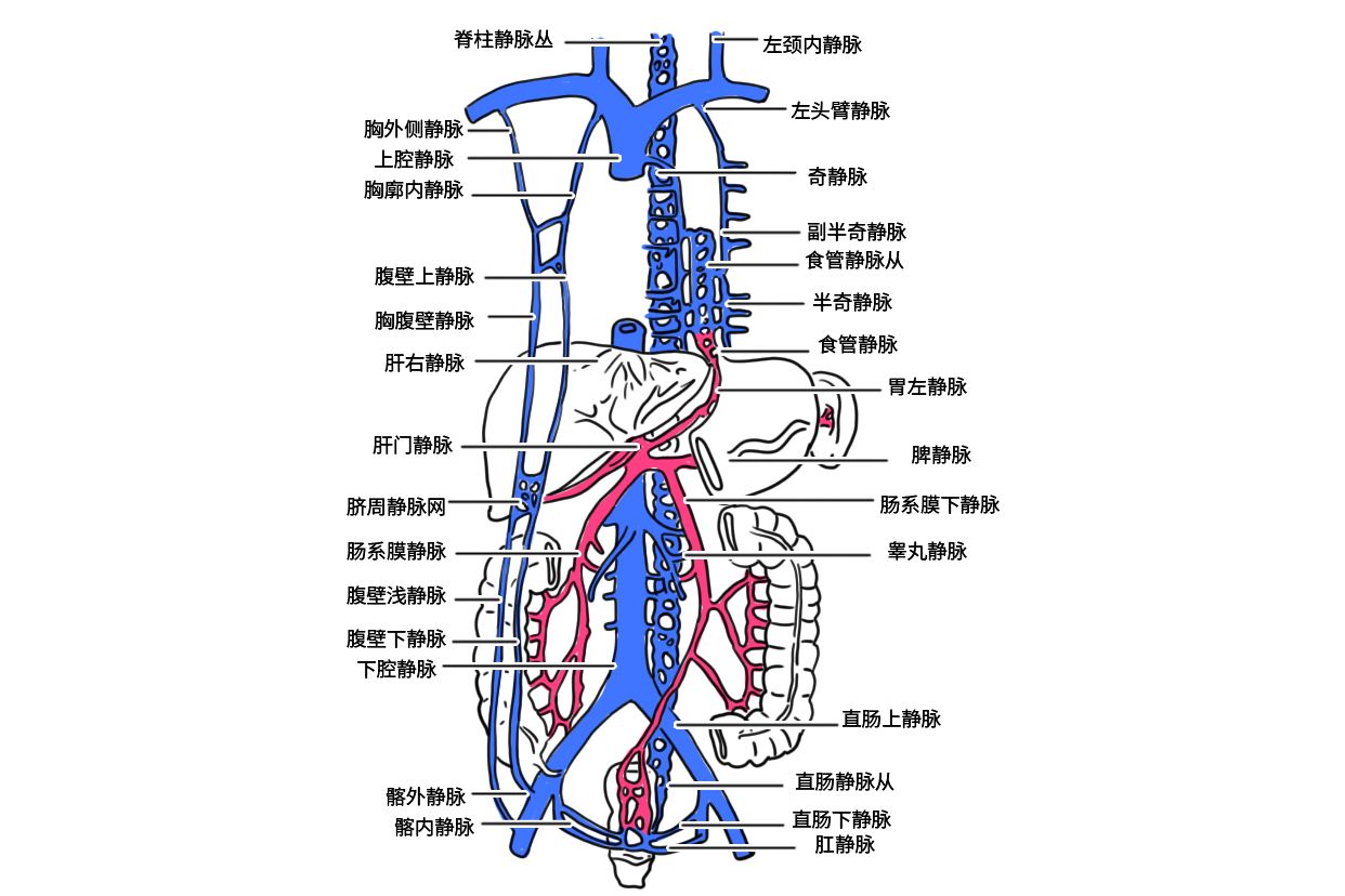 门静脉高压三个侧支循环图解 门静脉高压三个侧支循环图解大全