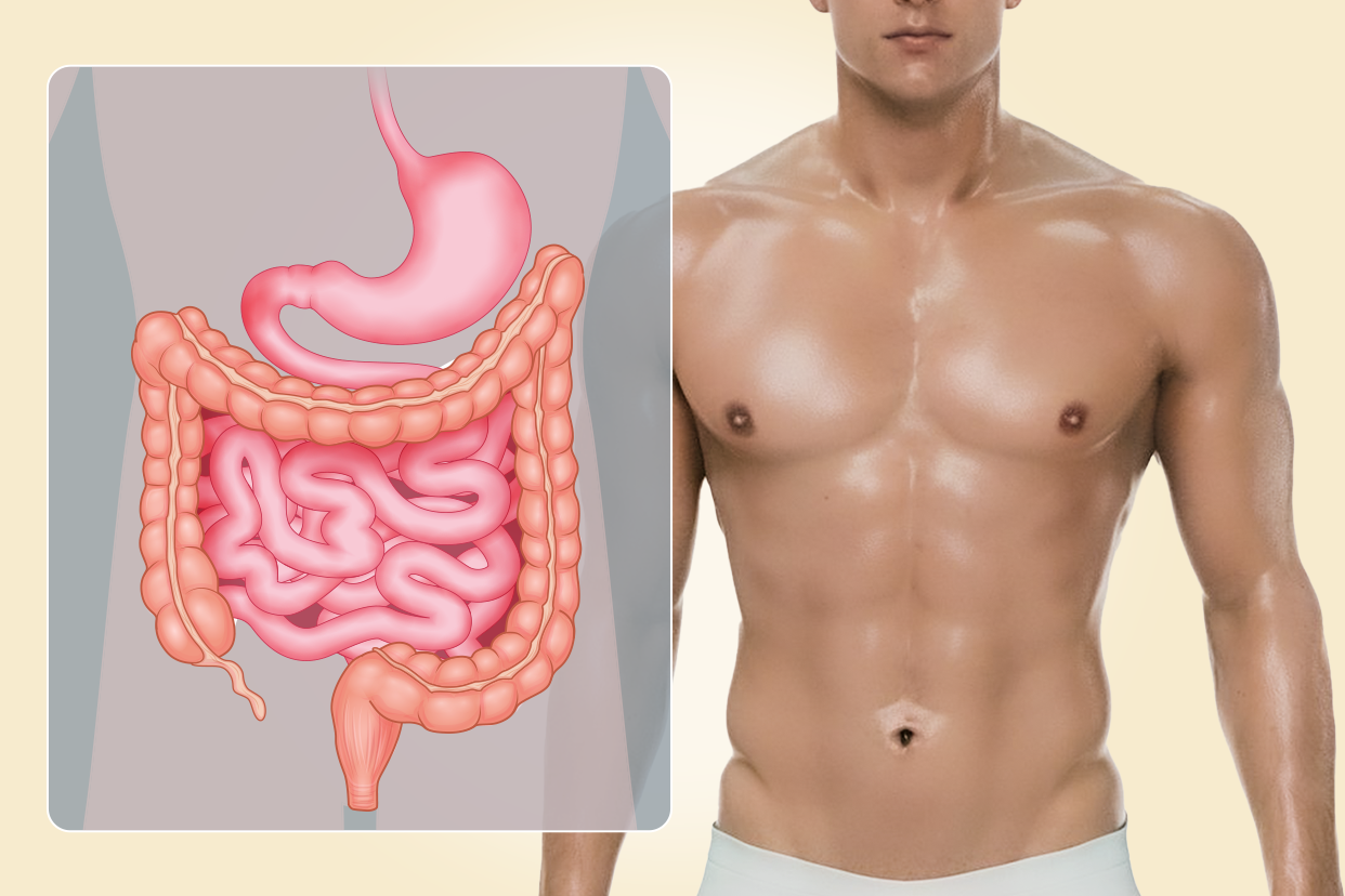 男性肠胃图（男性肠胃位置图）