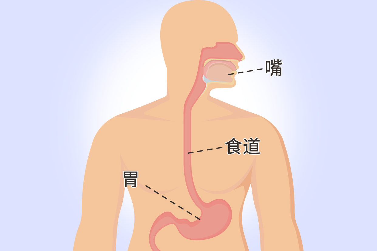 从嘴到胃的内部连接图（嘴和胃对话图）