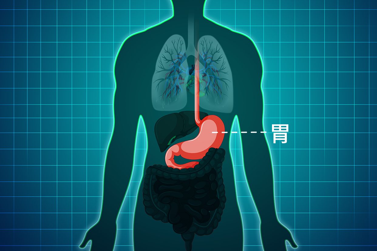 胃长在身体哪里图片（胃长在身体哪里图片,萎缩性胃炎严重吗）