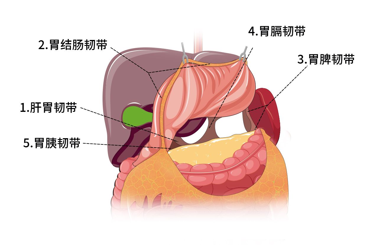 胃的五个韧带解剖图 胃部韧带图