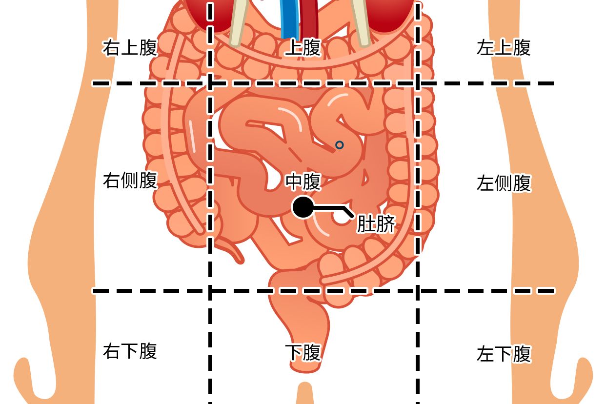 肚脐右下方是什么部位图 肚脐右下方是什么部位图片