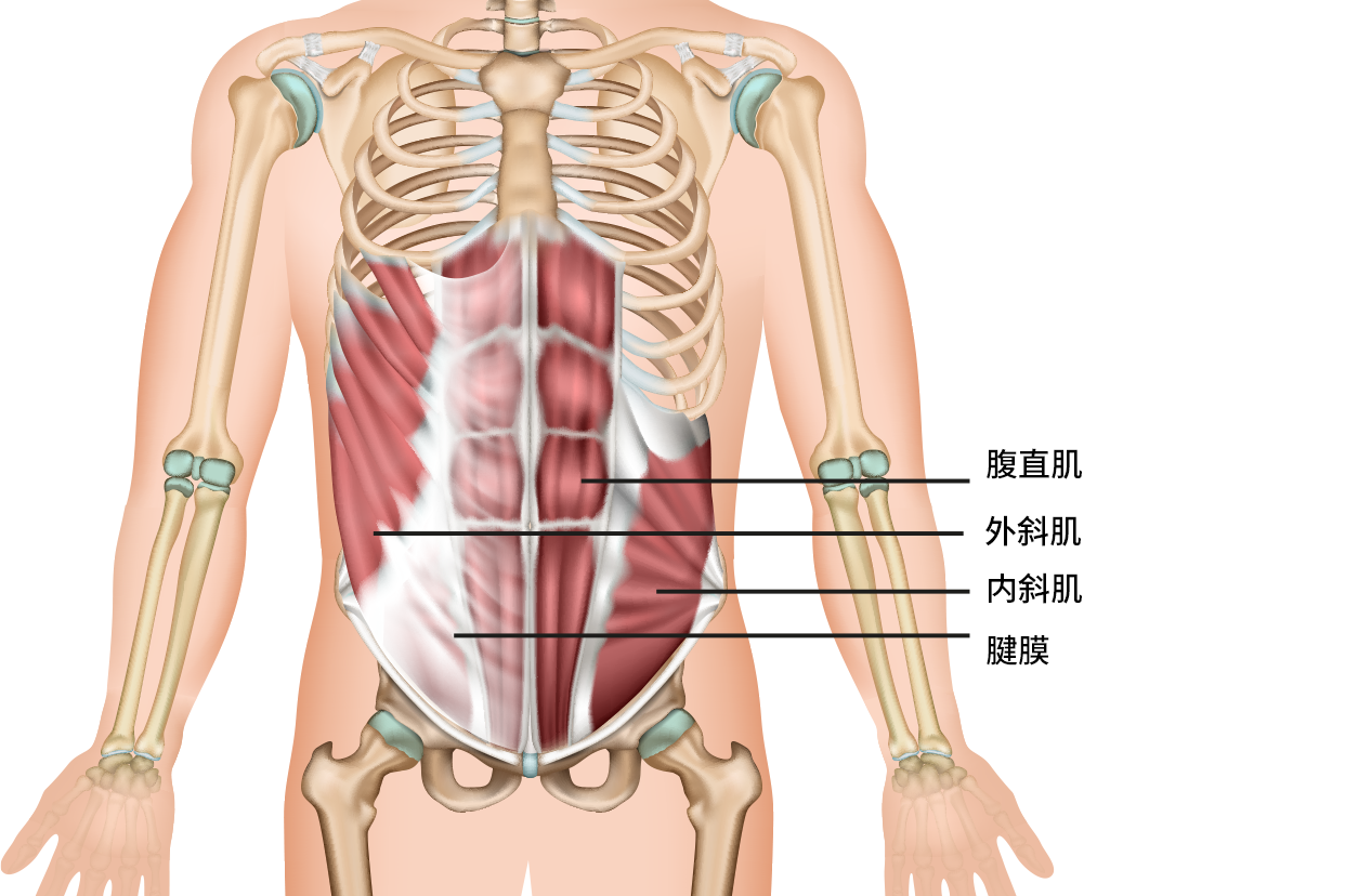 腹壁前外侧位置图片（腹壁的前外侧）