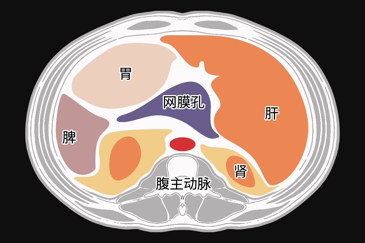 腹膜和腹膜腔的区别图表 腹膜和腹膜腔的区别图表大全