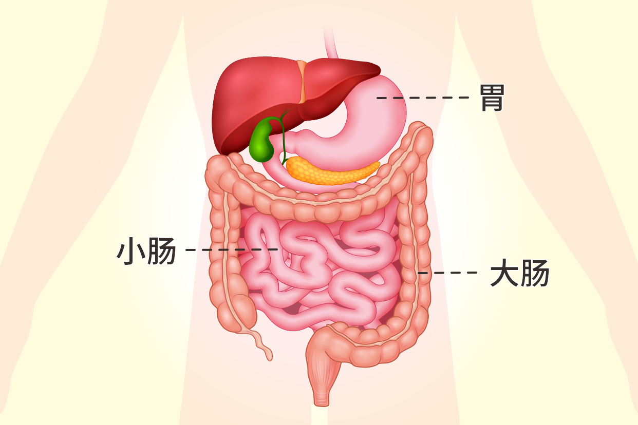 胃跟小肠跟大肠连接图 胃跟小肠跟大肠连接图解