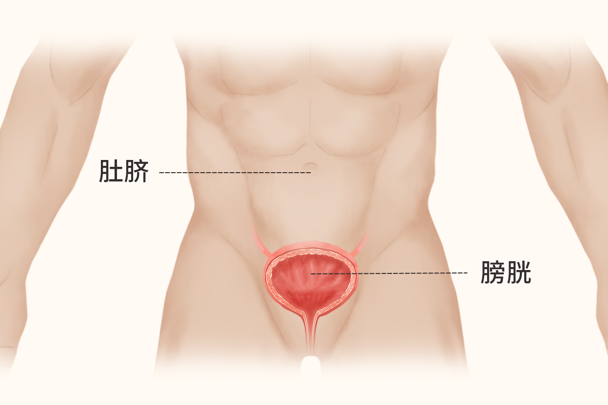 膀胱与肚脐位置示意图（膀胱在肚脐什么位置图）