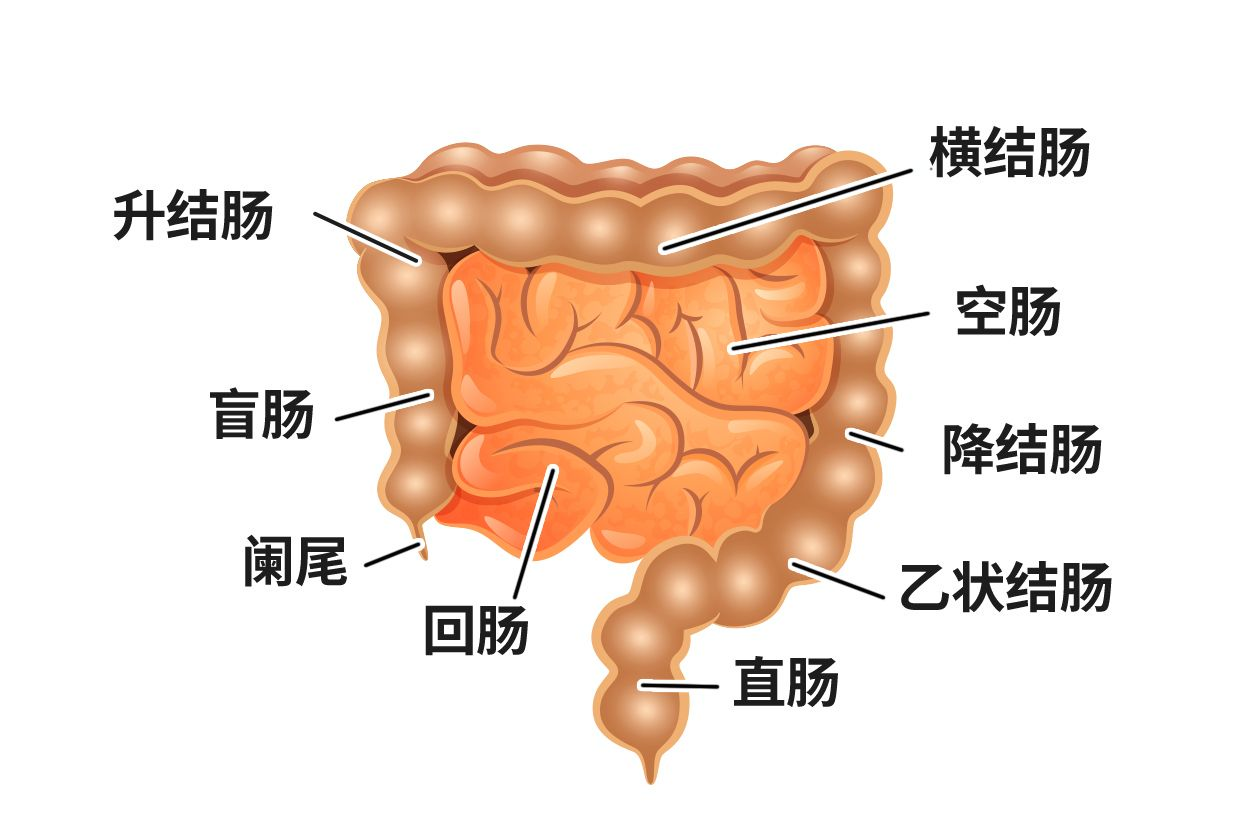 下消化道解剖图 下消化道解剖图高清