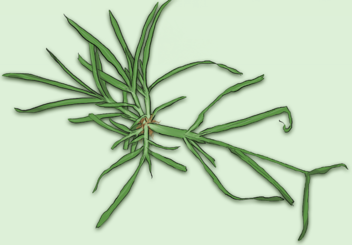 牛箭草药图片（牛箭草药图片大全）