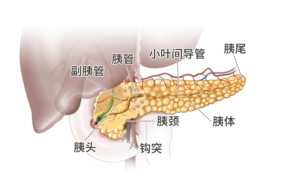 胰腺结构示意图（胰腺结构示意图高清）