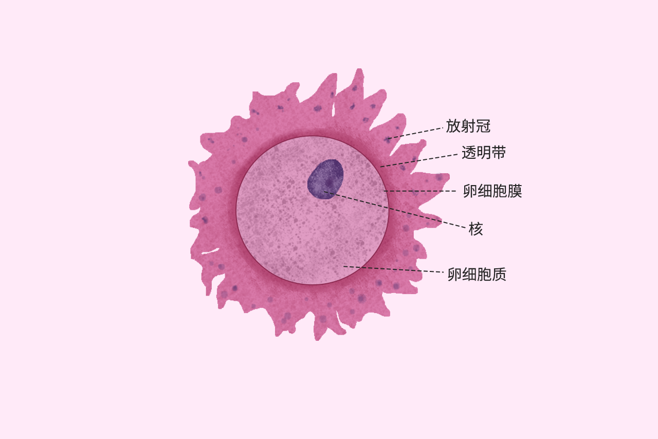 卵细胞结构图 卵细胞的结构图