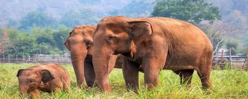 如何保护大象（如何保护大象英语）