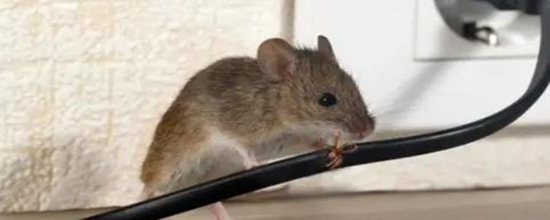 房间里有老鼠用什么方法可以解决 老鼠进屋了有什么办法赶走