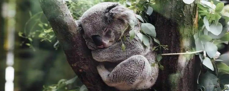 树袋熊一天睡几个小时 树袋熊每天睡眠时间大约是20小时