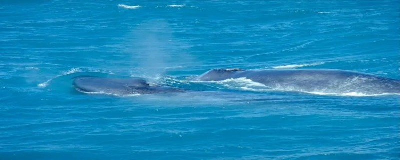 蓝鲸有多长 成年蓝鲸有多长