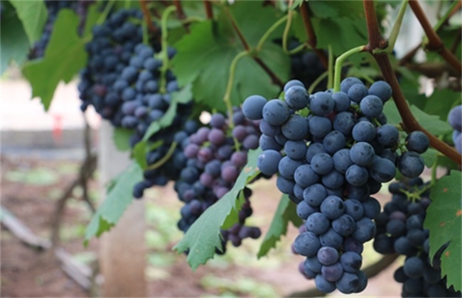 葡萄是几月份种植 葡萄的种植季节是什么时候