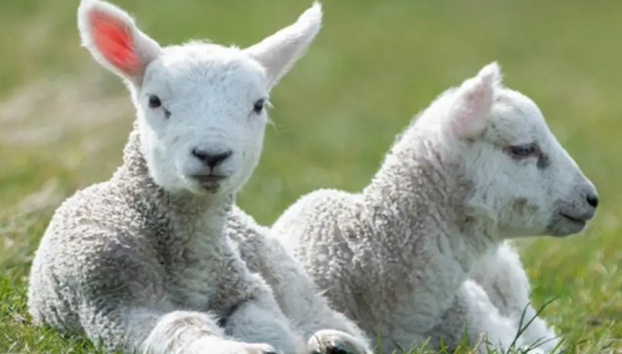 绵羊的养殖注意事项有哪些