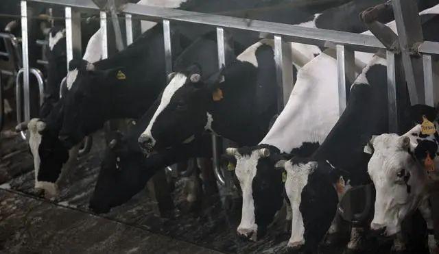 【深度】奶价下跌引发养殖公司、奶农“倒奶杀牛”担忧，多地出台政策纾困牛奶产业链
