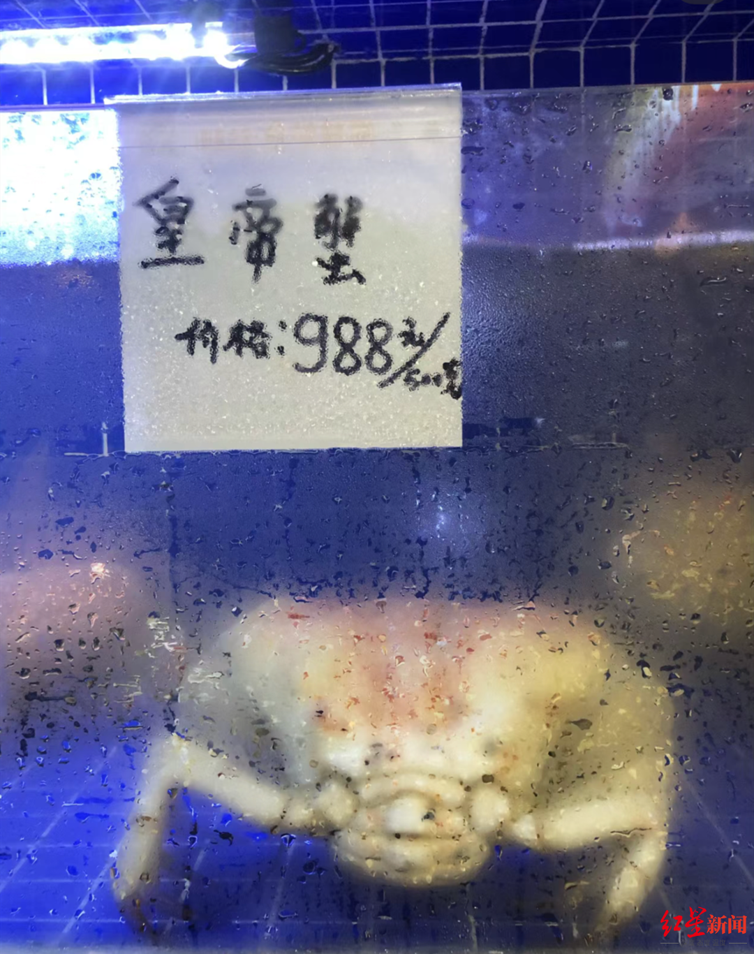 皇帝蟹988元/斤，龙虾588元/斤（5斤帝王蟹有多大）