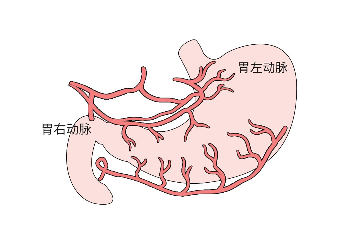 胃血管解剖图高清图（胃部血管解剖图详细图）