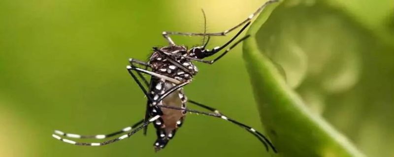蚊子从哪里生长出来的 国家为什么不让蚊子灭绝