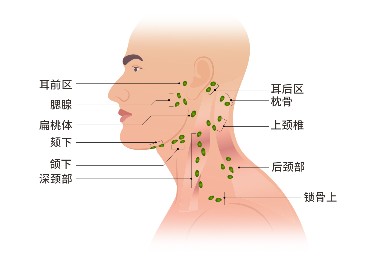 左脸淋巴结位置图片 左脸淋巴结位置图片女性