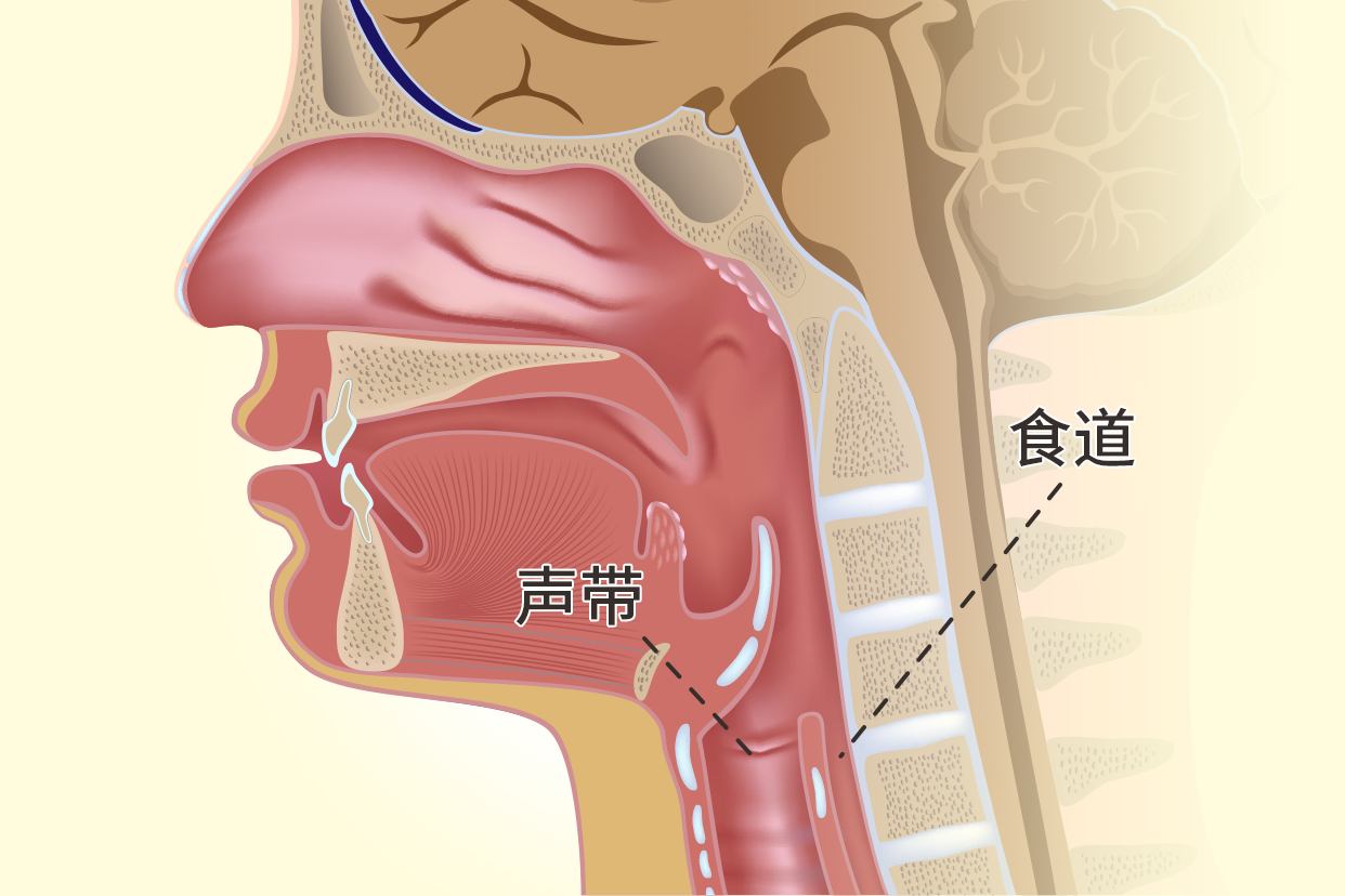 食道和声带的位置图（声带与食道气管位置图）