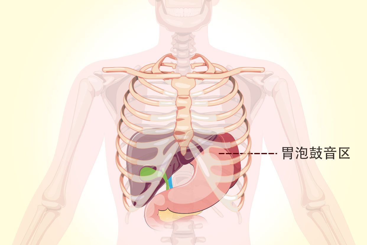 胃泡鼓音区示意图（胃泡鼓音区叩诊位置）