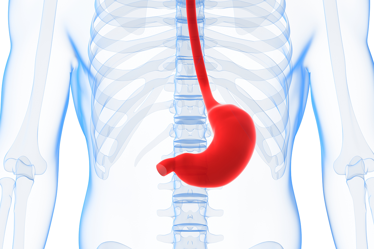 胃窦在肋骨什么位置图 胃窦是在右边肋骨下吗