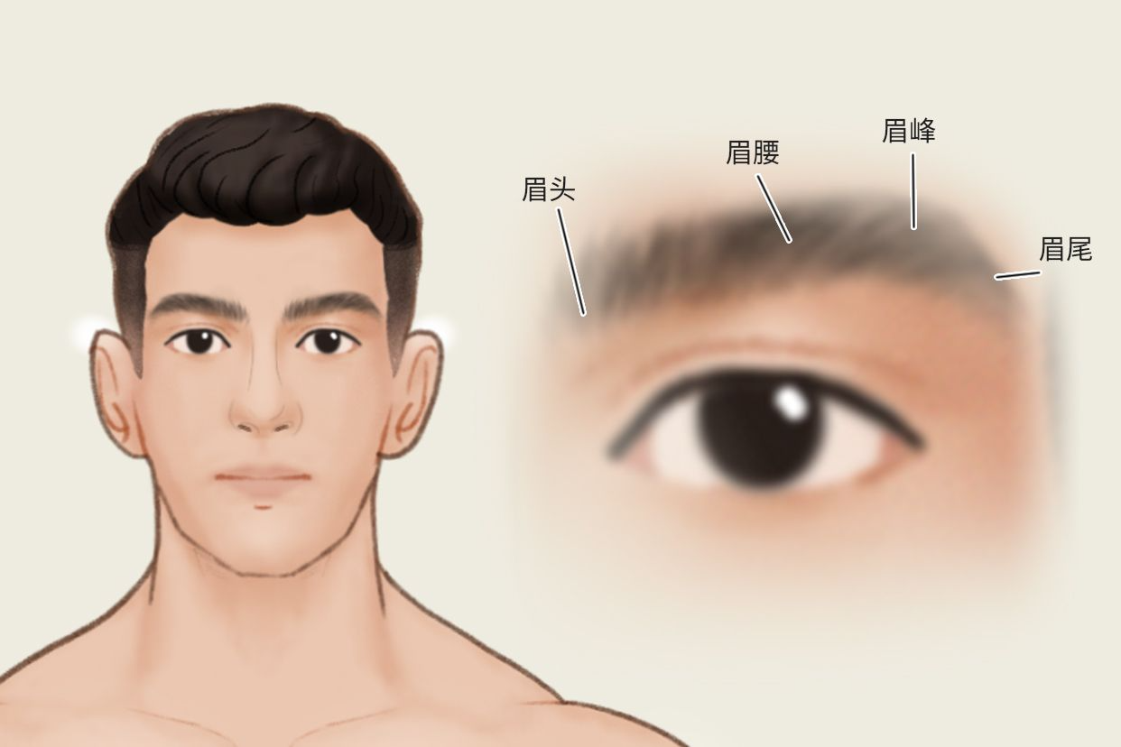 眉毛结构图（眉毛结构图名称）