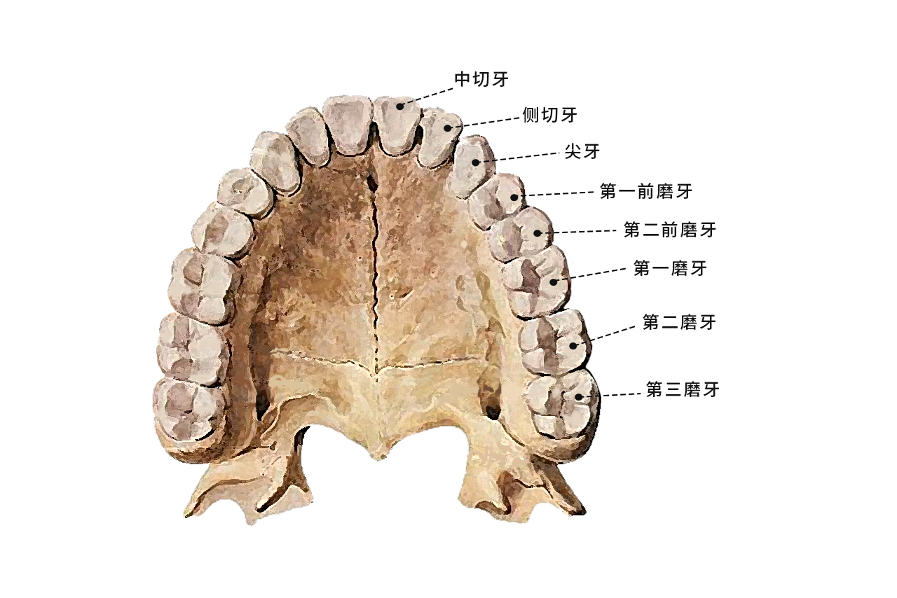 后牙轮廓图（牙齿轮廓图）